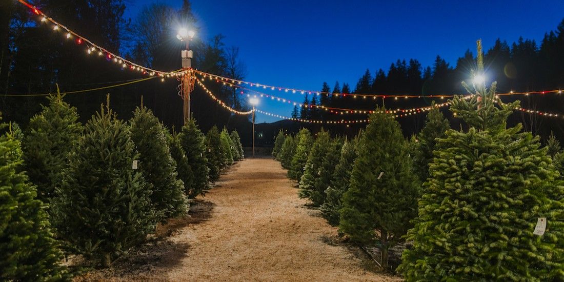 Leading Christmas tree growers and retailers delivering festive luxury Ecosse Crowd2Fund