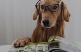 The UK's leading pet marketing agency launches new publication The UK's leading pet marketing agency launches new publication - investment opportunity